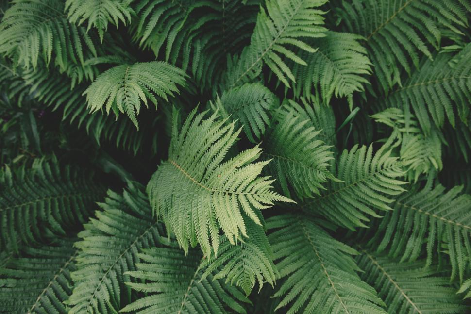 Free Image of Close-up of lush green ferns illuminated by soft light. 