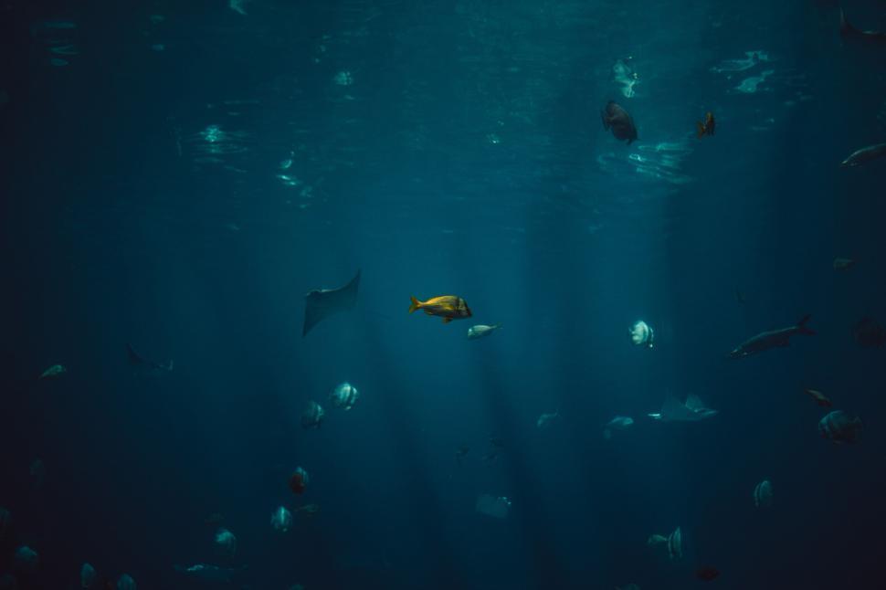 Free Image of Fish swimming in deep blue ocean with rays of light 