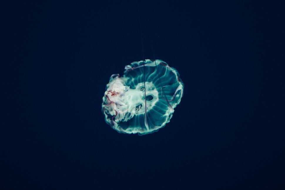 Free Image of Single jellyfish floating in deep blue ocean water 