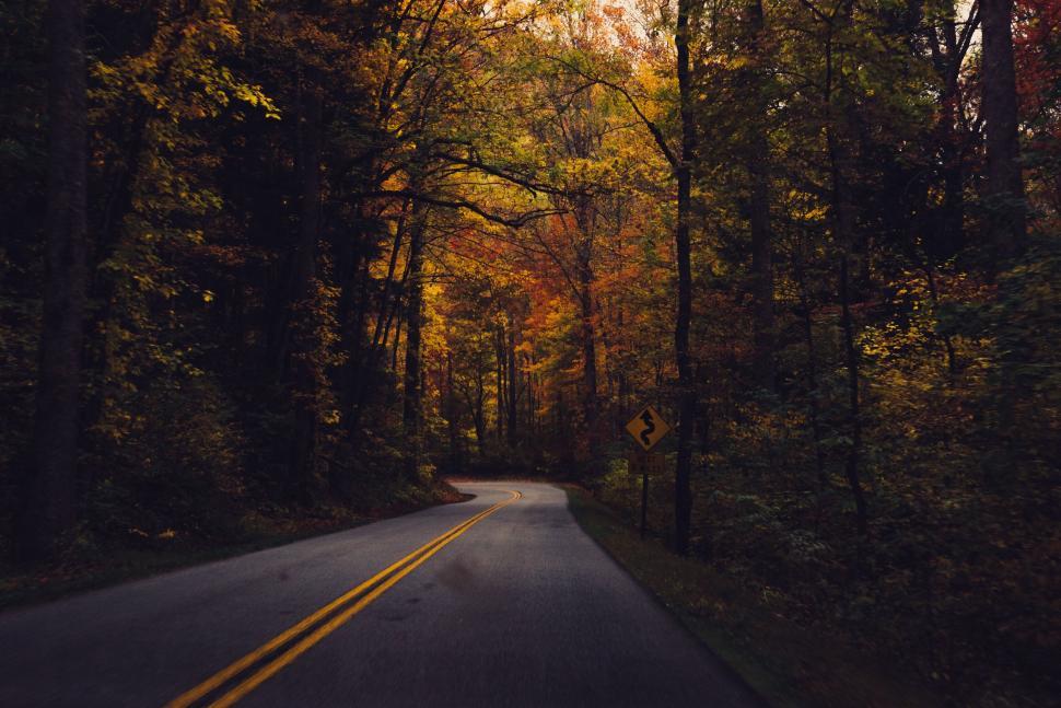 Free Image of Curving road through autumn forest with vibrant foliage. 