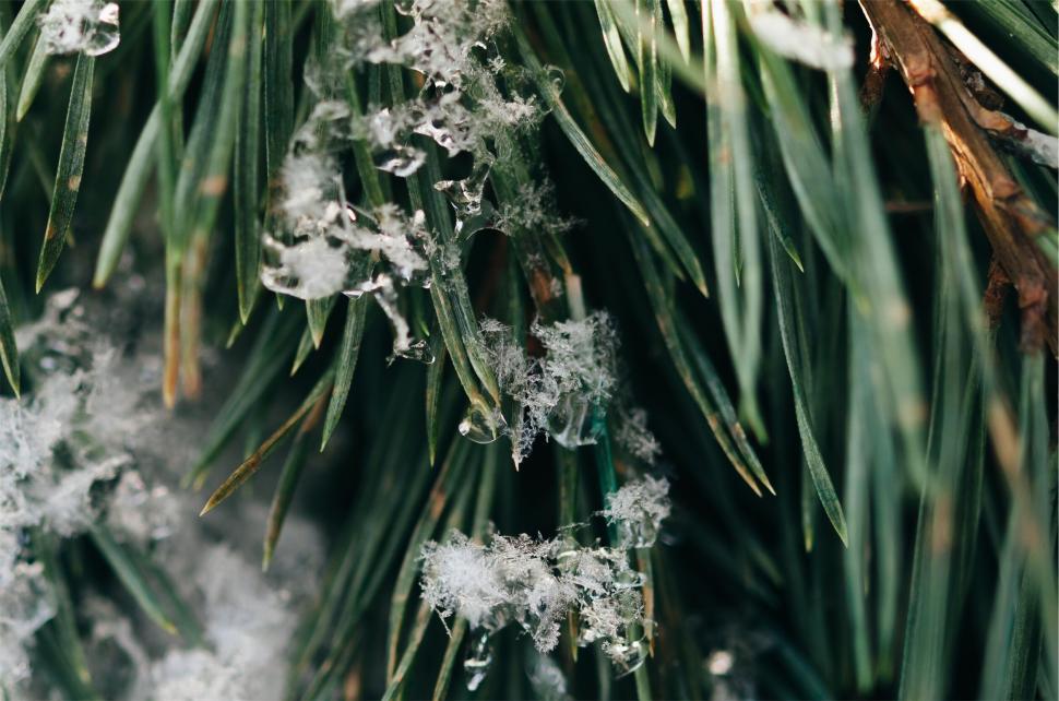 Free Image of Close-up of snow-dusted evergreen tree needles 