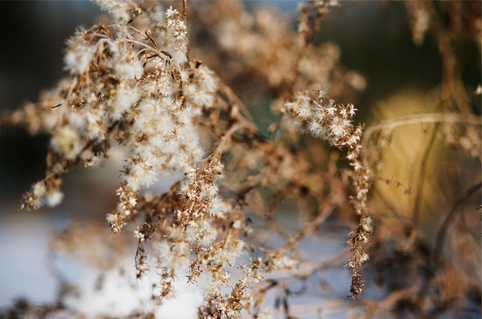 Free Image of Close-up of fluffy white seeds on dry plant 
