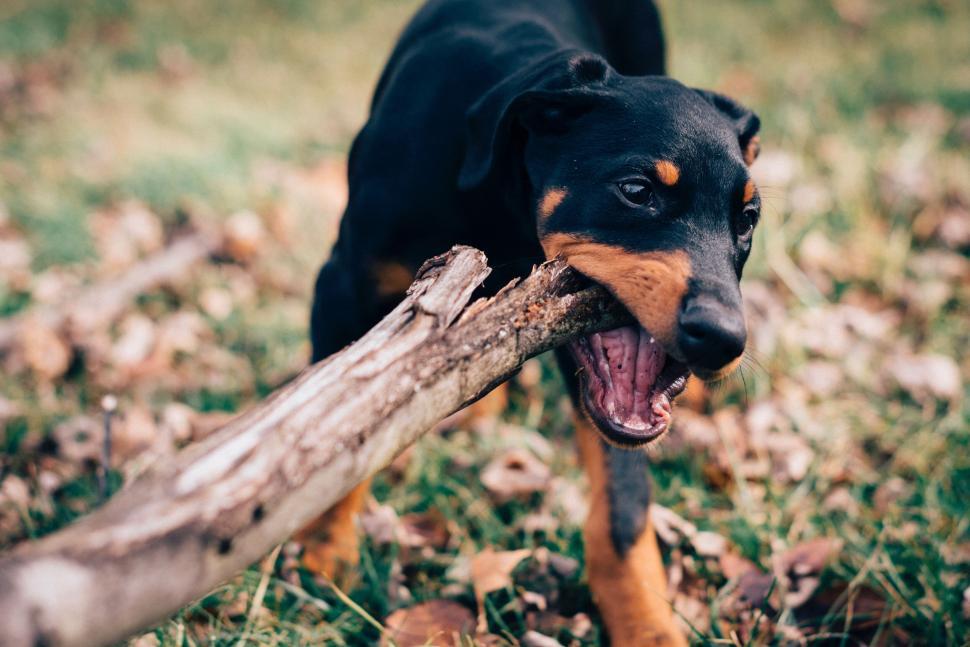 Free Image of Young dog enthusiastically chewing a big wooden stick 