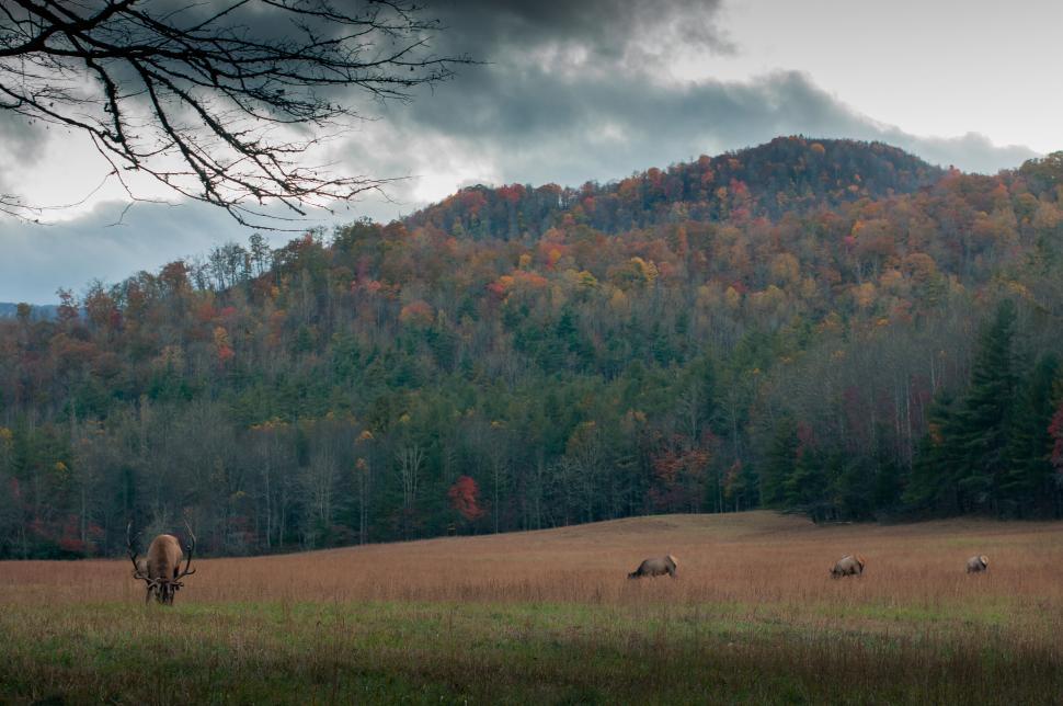 Free Image of Herd of elks grazing in a lush green field at dusk 