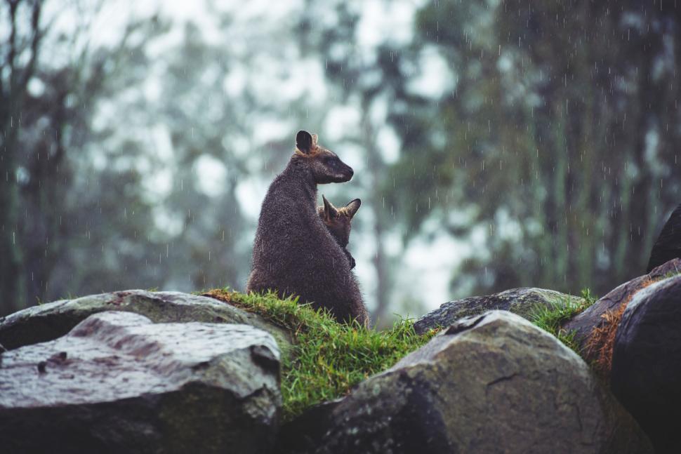 Free Image of Two kangaroos in a misty forest setting. 