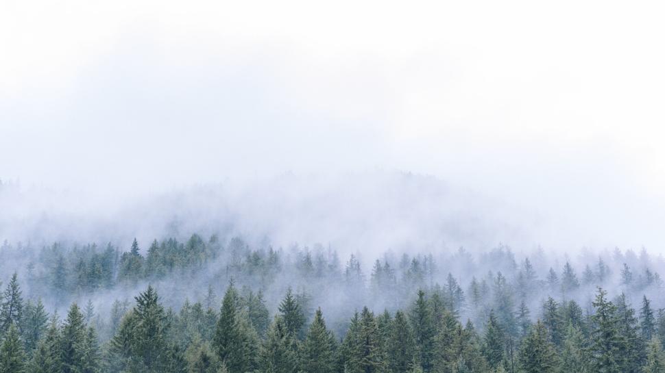 Free Image of Foggy evergreen forest covering mountain landscape 