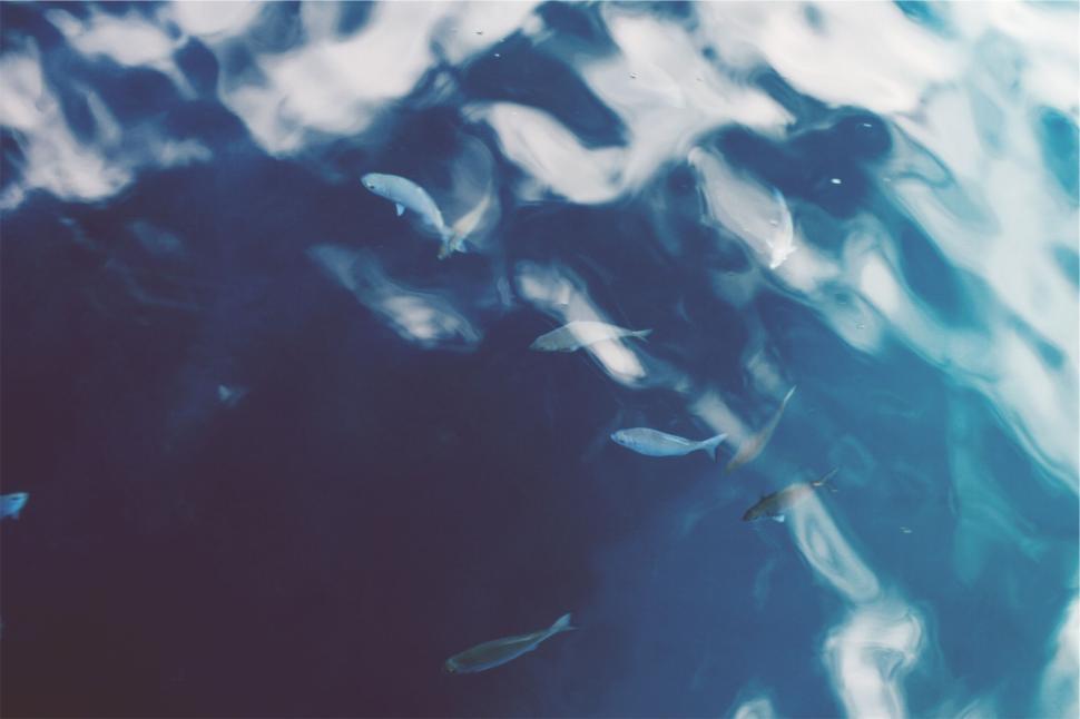 Free Image of Shoal of small fish swimming in clear blue ocean water 