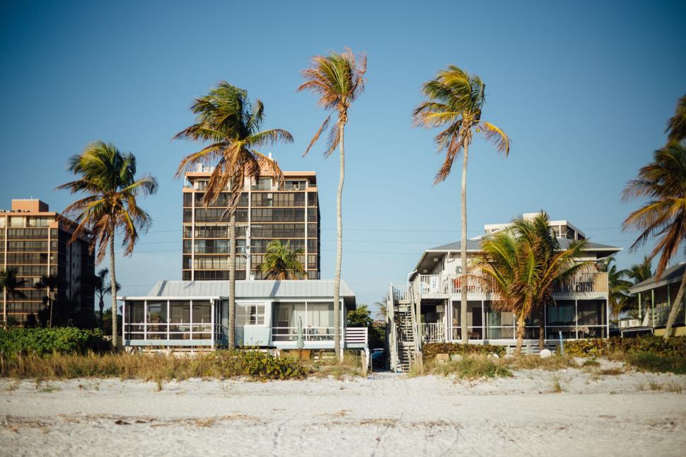 Free Image of Beachfront buildings with tall palm trees on a sunny day 