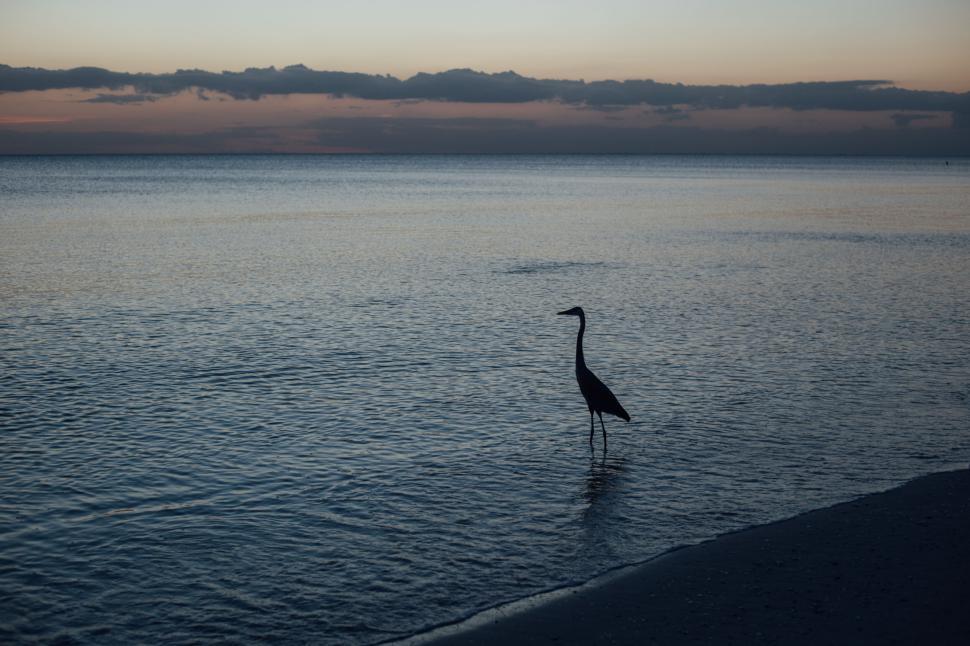 Free Image of Lonely heron wading through ocean water at sunset 