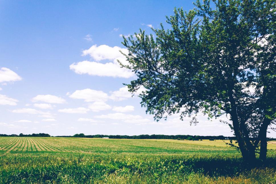 Free Image of Expansive field of crops under bright blue sky and tree. 