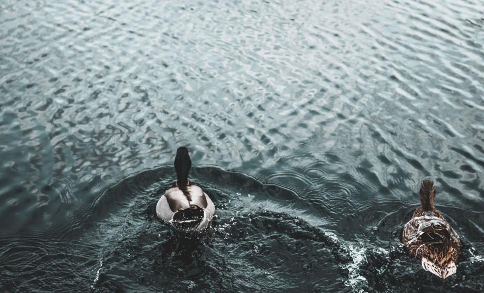 Free Image of Two ducks swimming on a rippled water surface in a serene scene. 