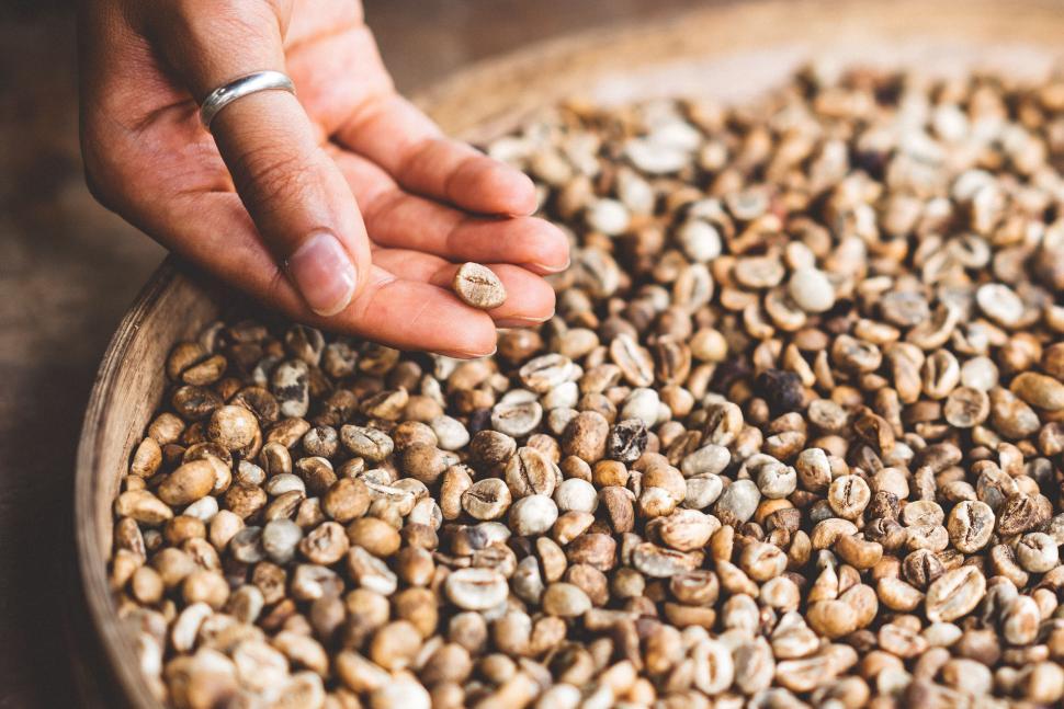 Free Image of Hand picking a coffee bean from a tray of roasted coffee beans. 