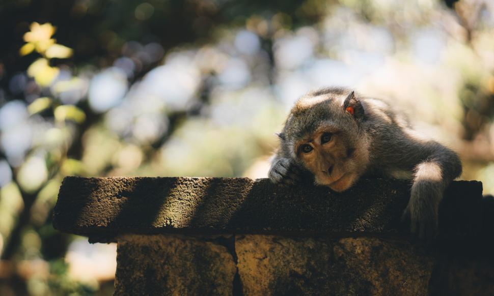 Free Image of A monkey resting on a ledge with outstretched arms, in the shade. 