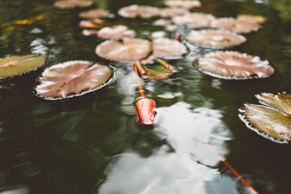 Free Image of Beautiful water lily flowers floating serenely on calm pond 