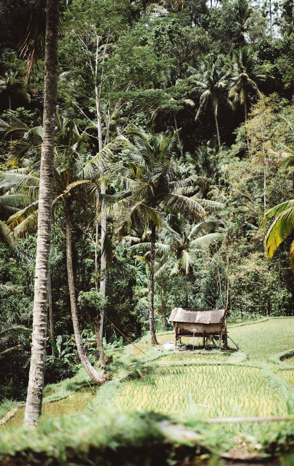 Free Image of Charming wooden hut amidst lush green rice paddies and palm trees 
