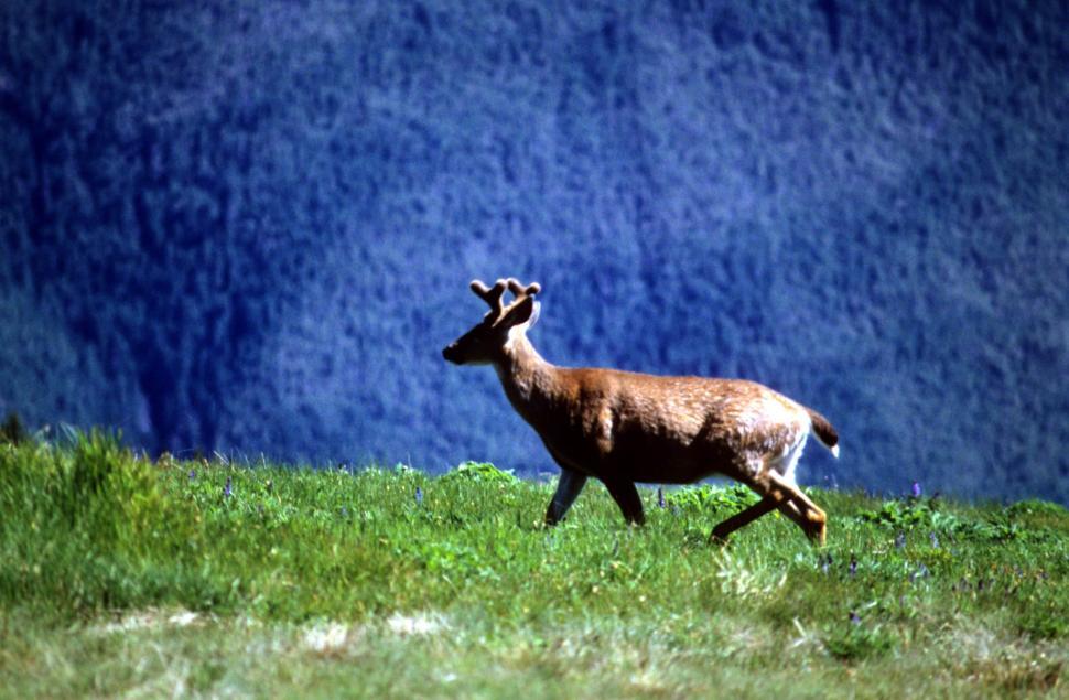 Free Image of Male deer 