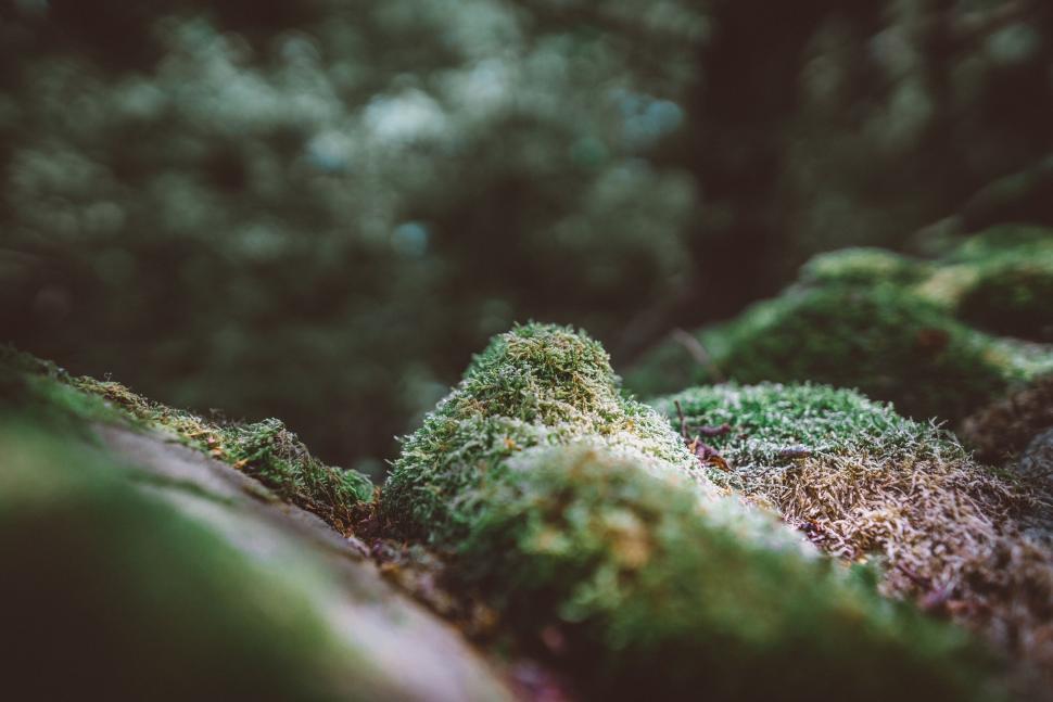Free Image of Close-up of green moss and foliage in a lush forest environment 