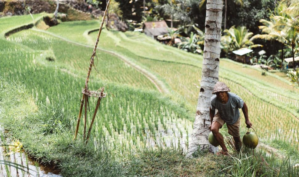 Free Image of Farmer in a green rice field climbs a hill holding farming equipment. 