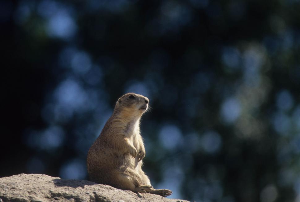 Free Image of Prairie dog 
