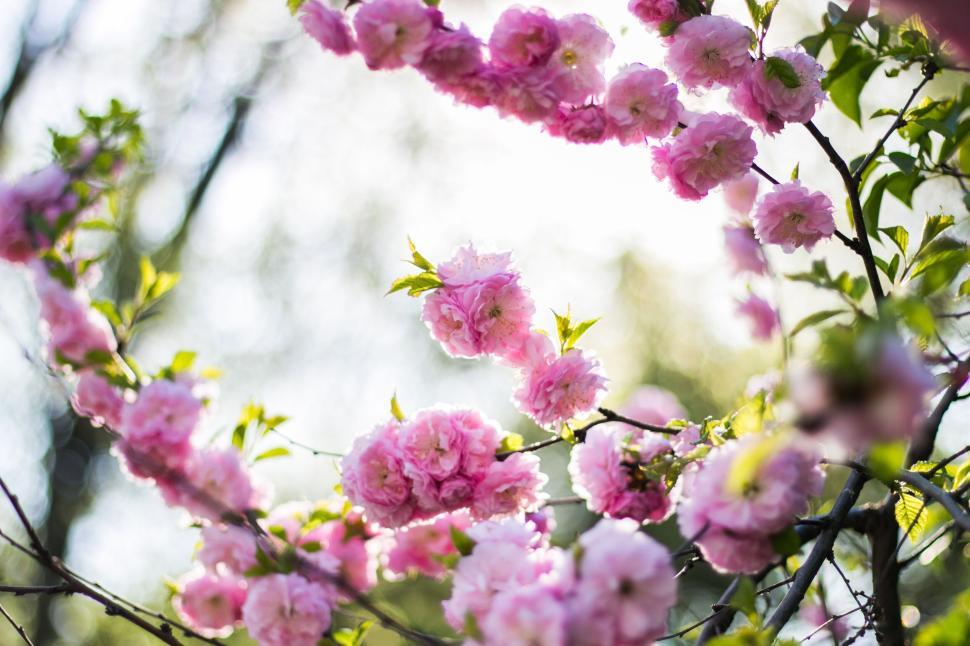 Free Image of Beautiful arch of blooming pink cherry blossoms in spring sunlight. 