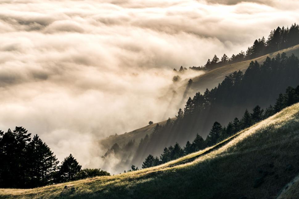 Free Image of Fog-ridden forested mountain slope, rays of sun cutting through mist 