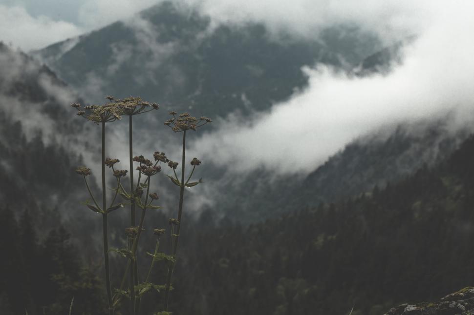Free Image of Misty mountain landscape with tall plants in the foreground. 