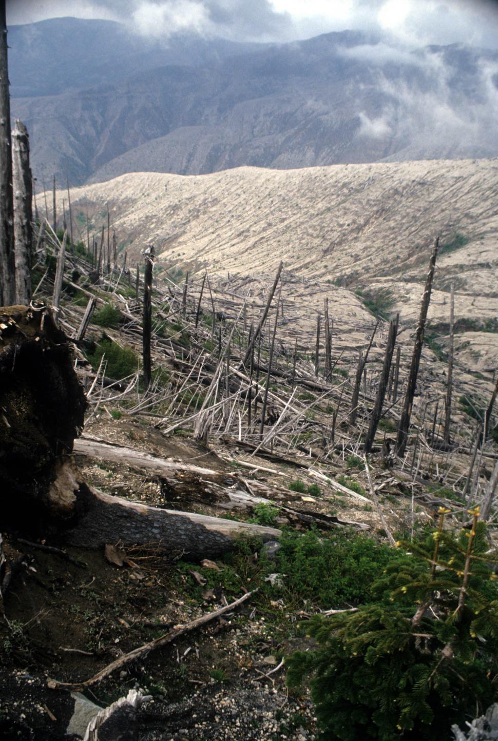 Free Image of Forest remains 