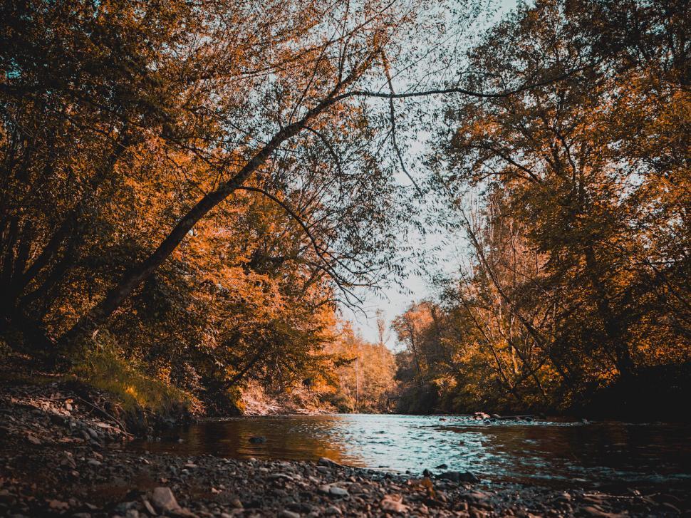 Free Image of Serene autumn riverbank with colorful foliage and calm waters 