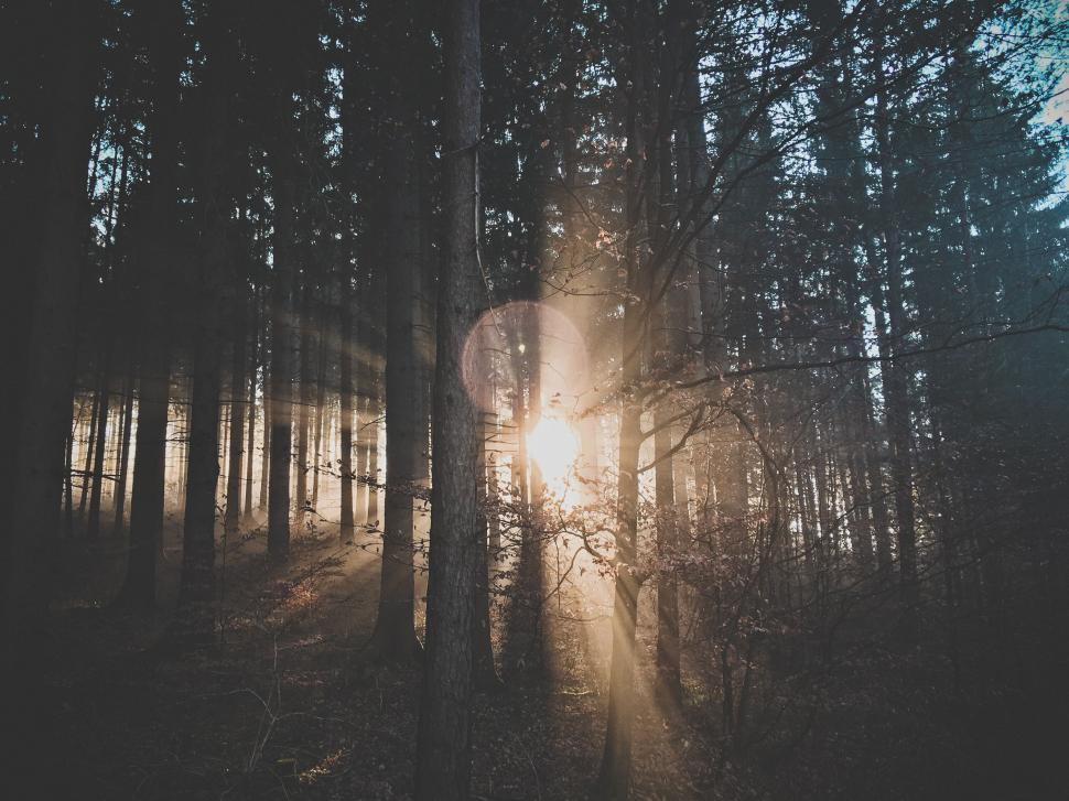 Free Image of Sunlight filtering through tall trees in a dense forest 