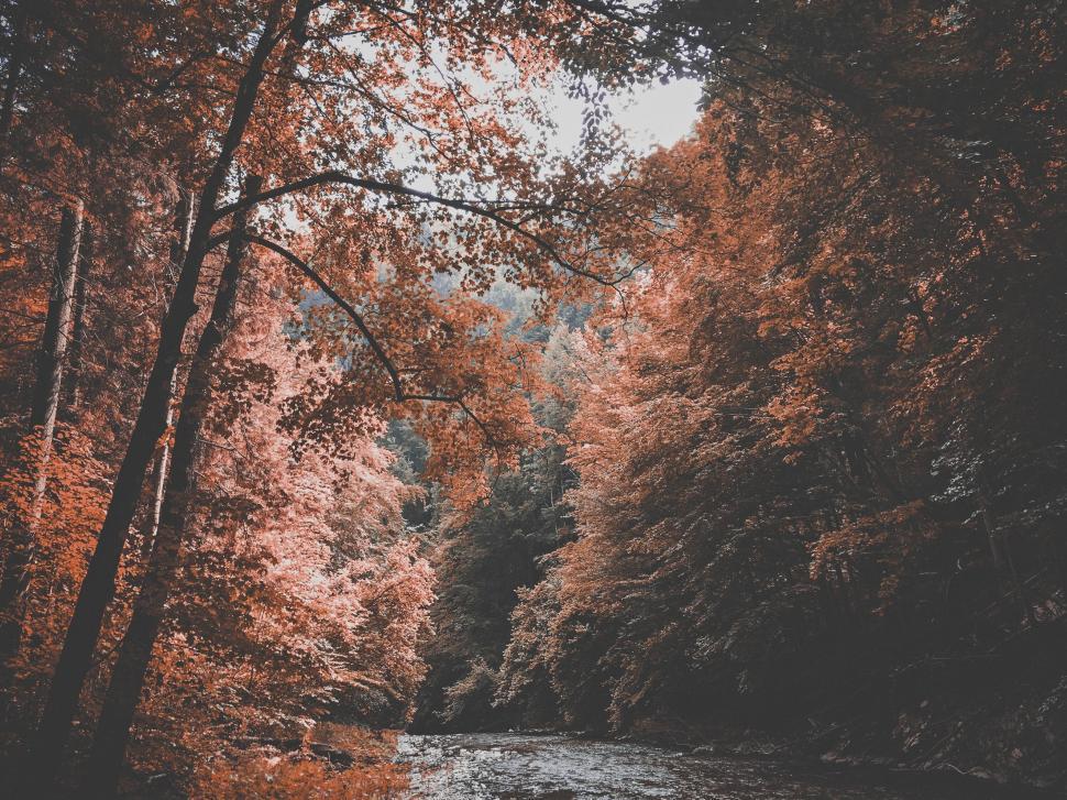 Free Image of Enchanting autumn forest with vibrant red and orange leaves 