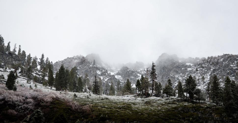 Free Image of Snow-covered rocky terrain with scattered pine trees in foggy weather 