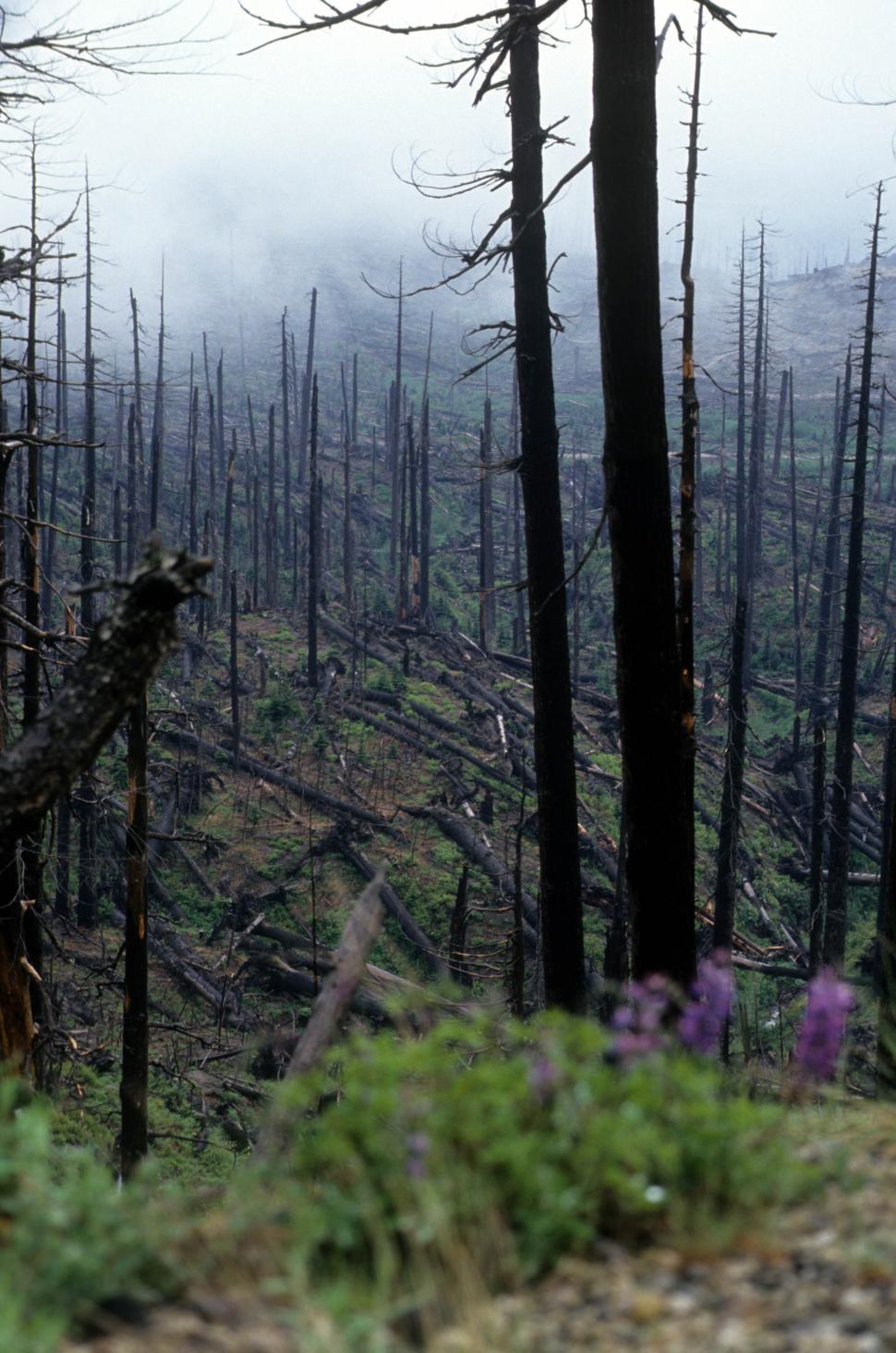 Free Image of Burnt trees 
