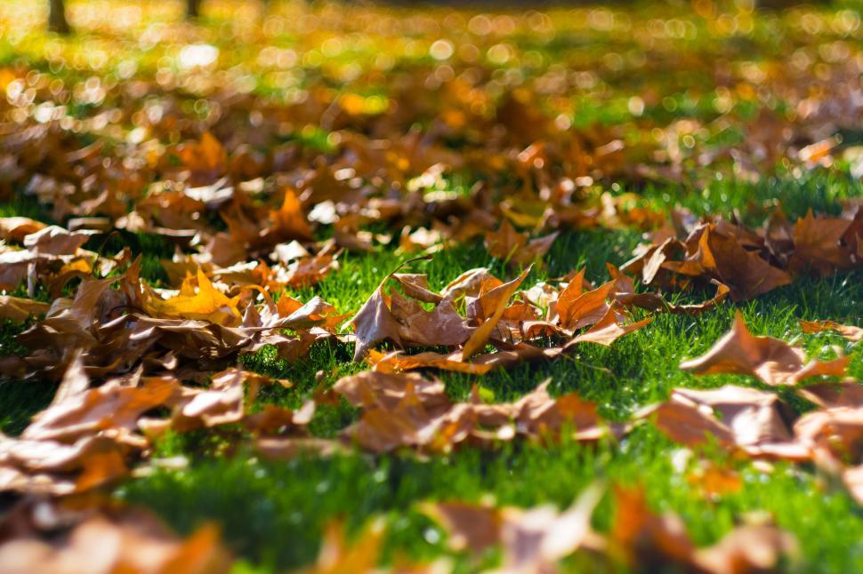 Free Image of Close-up of autumn leaves on green grass in sunlight in park 