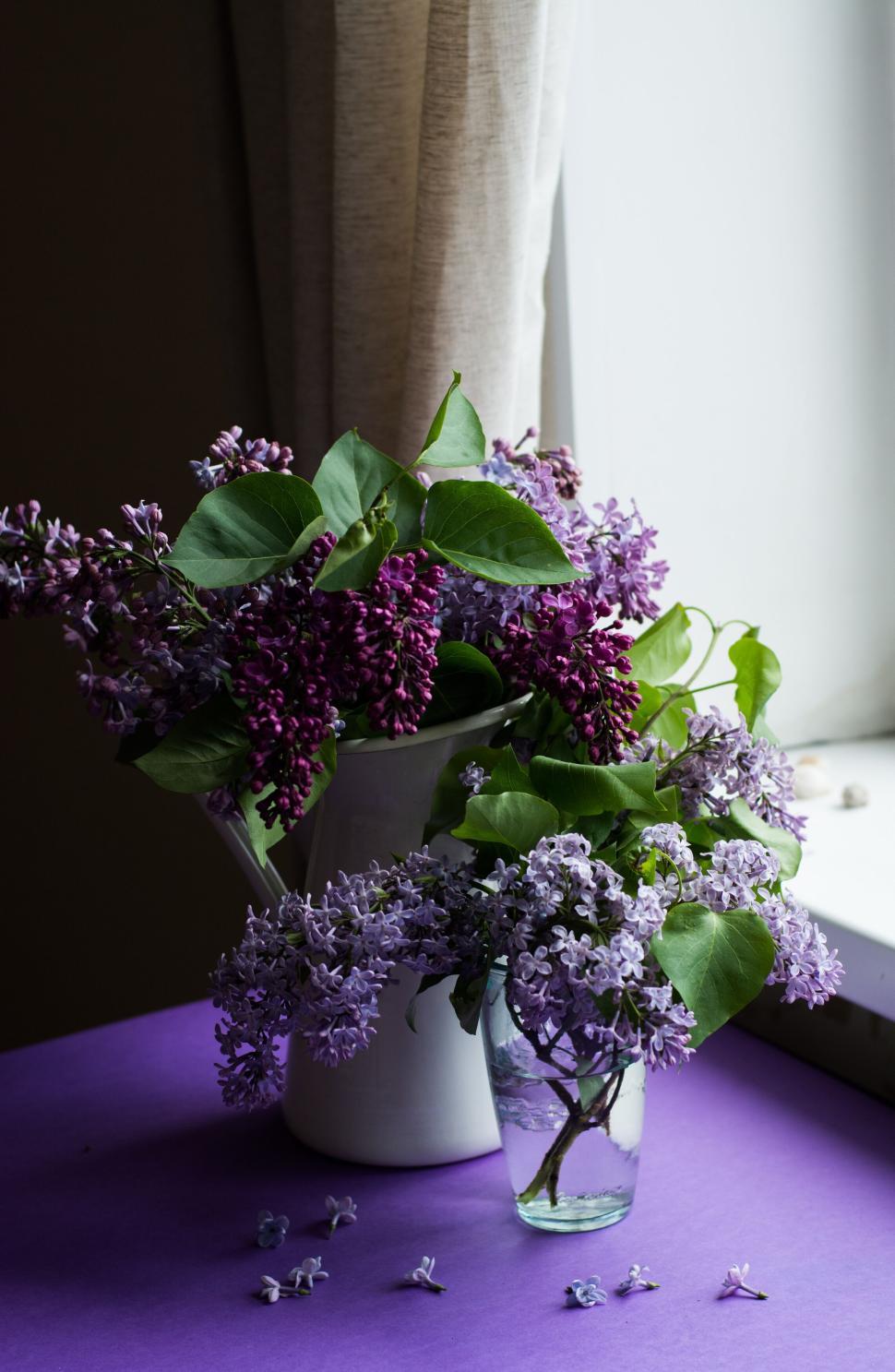 Free Image of Vibrant lilac flowers in vases by window with purple tablecloth 