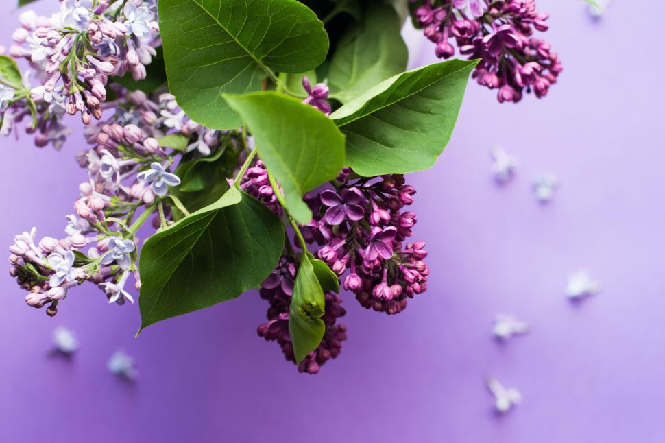Free Image of Top view of lilac flower bouquet on purple background with leaves 
