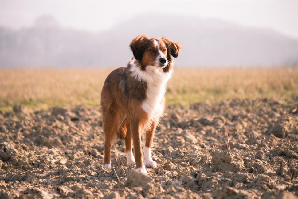 Free Image of Dog standing in a vast field with distant mountain background. 
