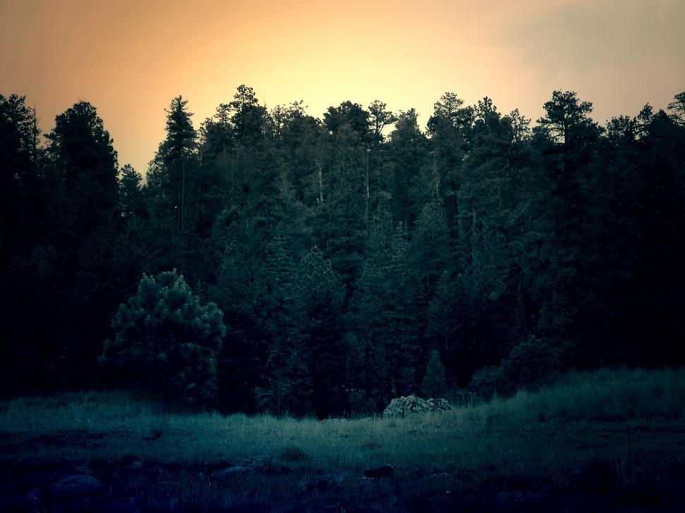 Free Image of Dense forest with tall trees under a dramatic evening twilight sky. 