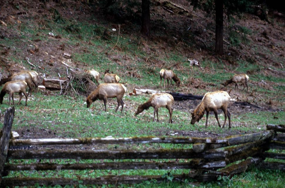 Free Image of Elk herd 