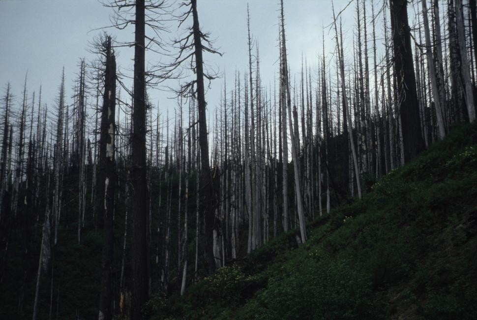 Free Image of Dead forest 
