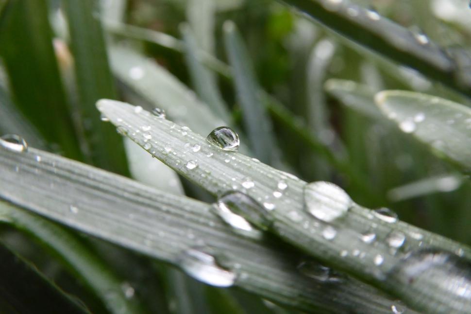 Free Image of Close-up of dew drops on green leaves in a natural setting 