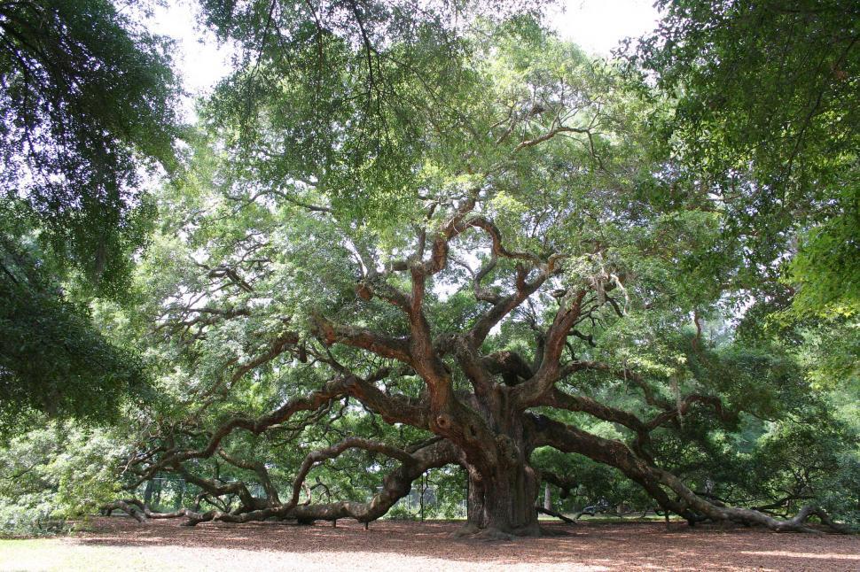 Free Image of Large Tree in Middle of Forest 