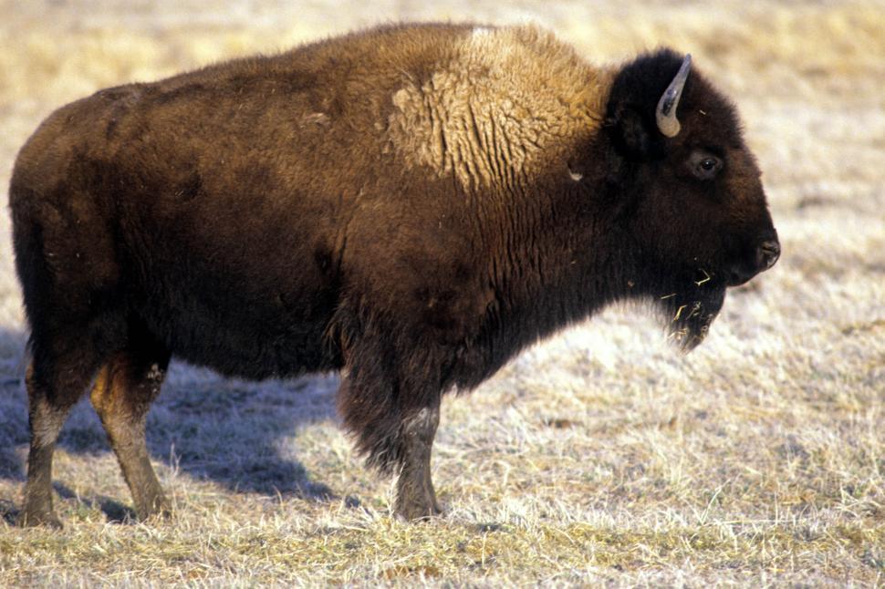 Free Image of Bison 