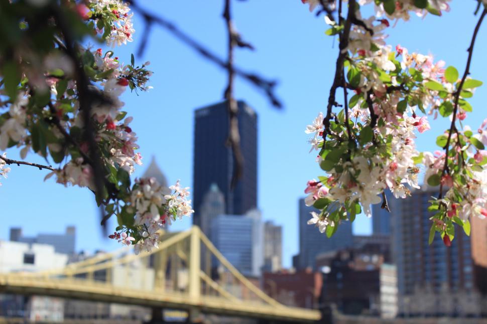 Free Image of Cherry blossoms in foreground with urban skyline and bridge in background. 