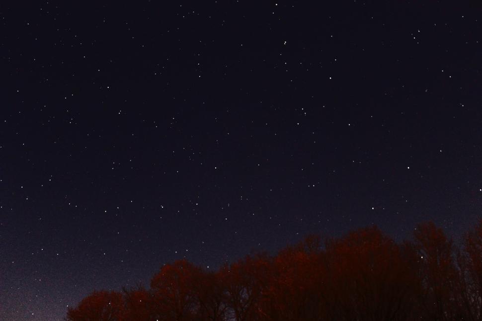 Free Image of Night sky filled with stars over silhouetted treetops in the forest. 