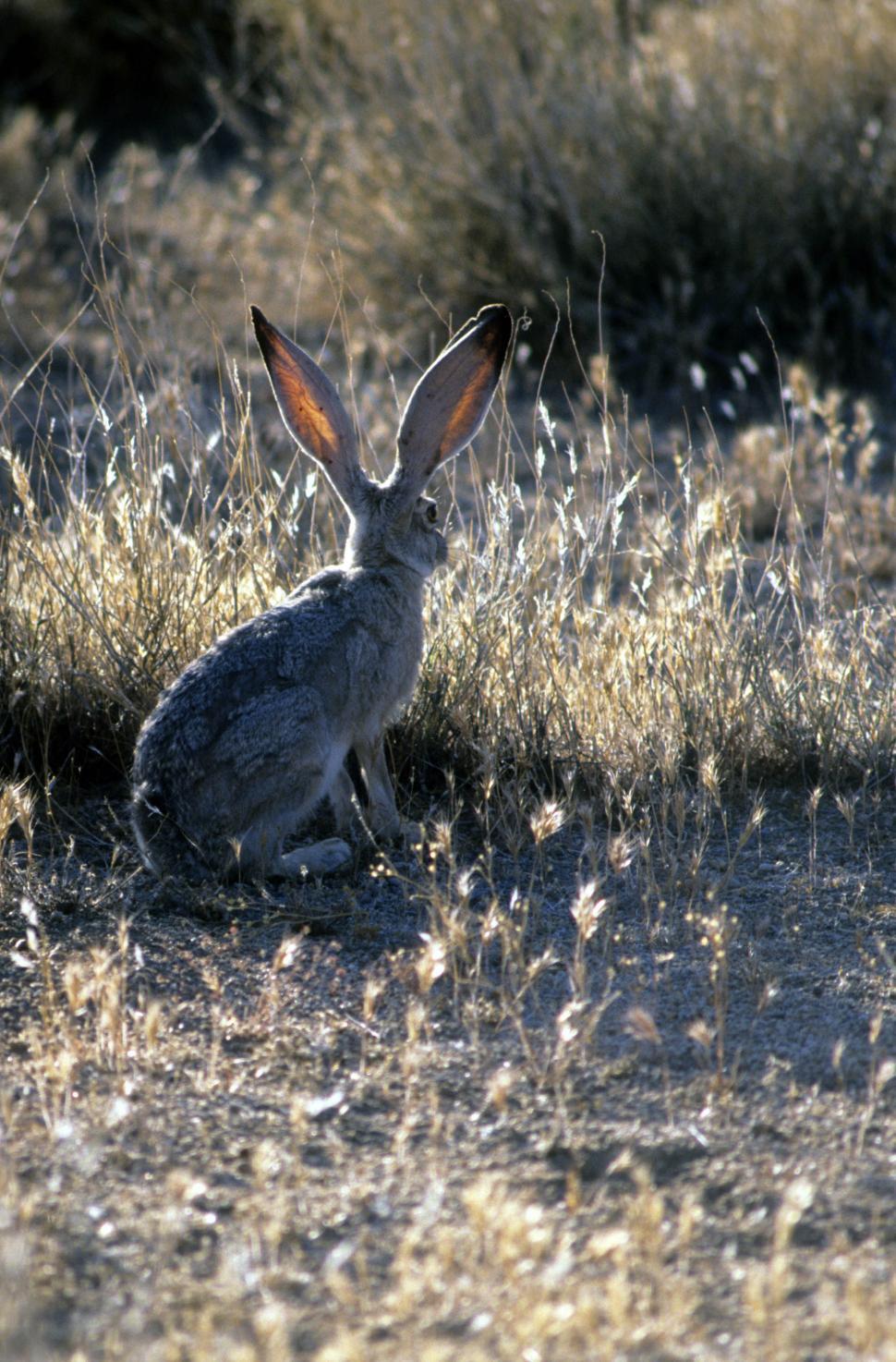 Free Image of Jack rabbit 