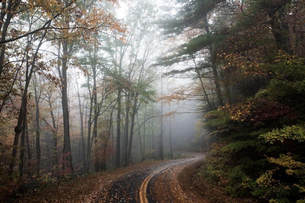 Free Image of Winding road through foggy autumn forest with fallen leaves covering. 