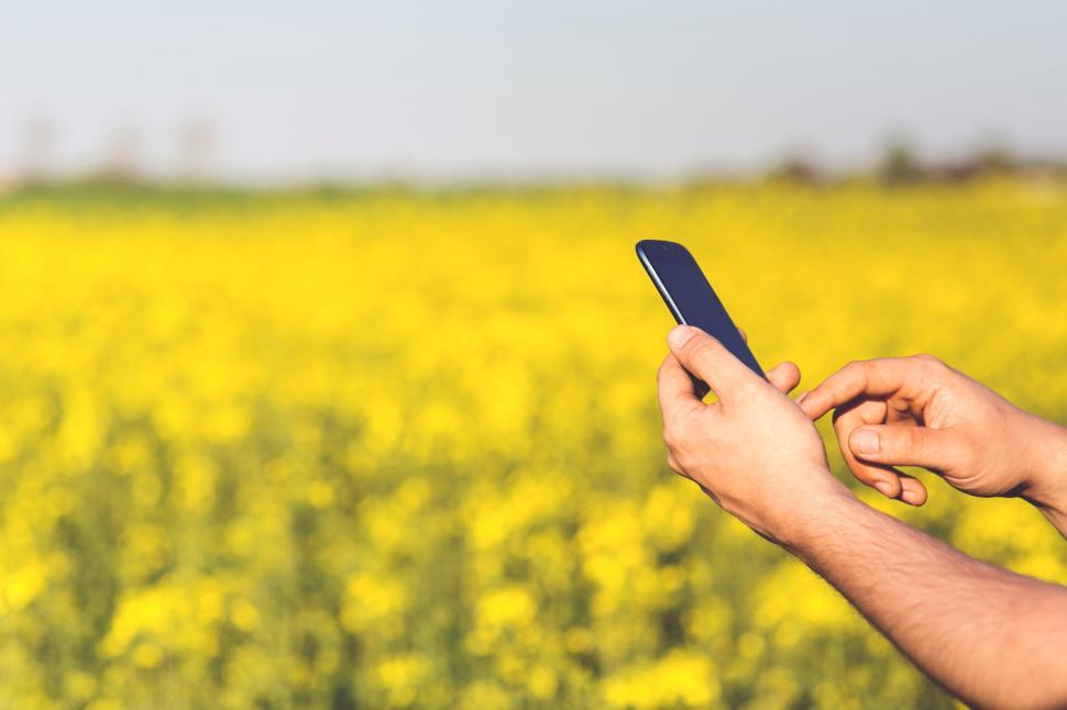 Free Image of Hands using a smartphone against a field of bright yellow flowers 