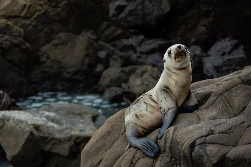 Free Image of Seal resting on rocks by ocean with a slightly inquisitive look 