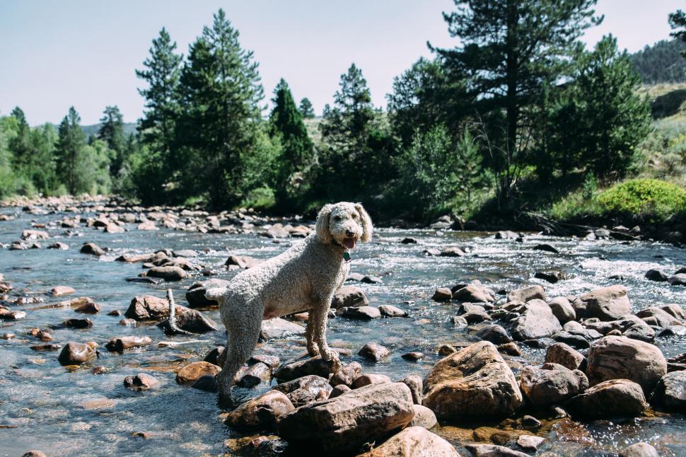 Free Image of Dog standing in shallow river surrounded by a forested landscape 