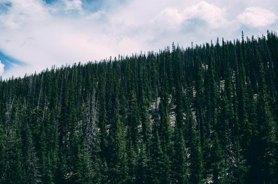 Free Image of Dense forest with tall evergreen trees under blue sky with clouds. 
